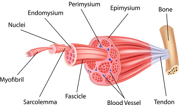 muscolo scheletrico