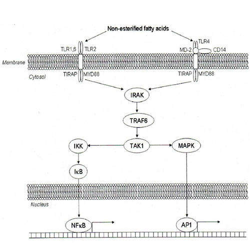 il meccanismo di segnalazione di Toll-Like receptor